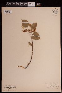 Viburnum lentago image