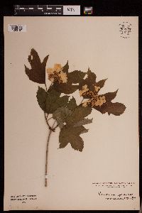 Viburnum opulus var. americanum image