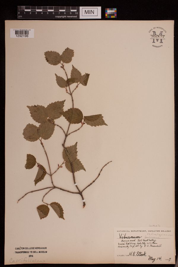Viburnum rafinesquianum image