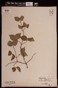Image of Viburnum rafinesquianum