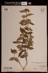 Viburnum rafinesquianum image