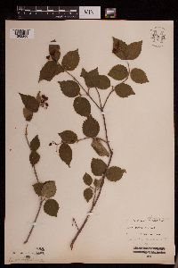 Viburnum rafinesquianum image