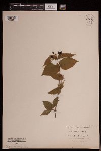 Viburnum rafinesquianum image