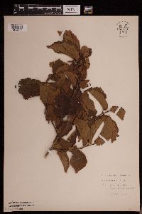 Thumbnail image of current specimen