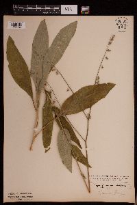 Cynoglossum virginianum var. boreale image