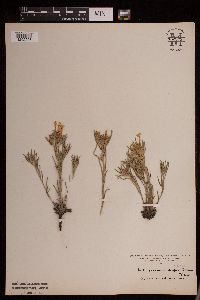 Lithospermum incisum image