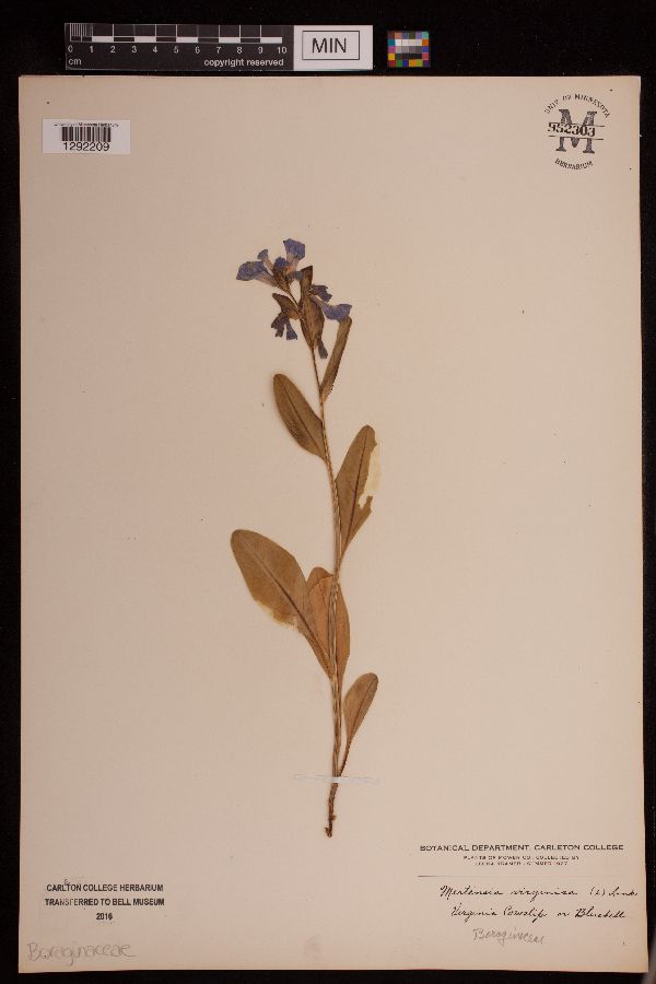 Mertensia image
