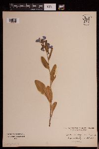 Media resource of Mertensia virginica