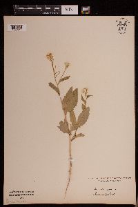 Image Associated With the Occurrence