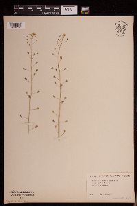 Image of Capsella bursa-pastoris