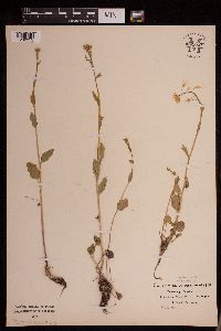 Cardamine bulbosa image