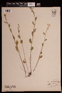 Cardamine bulbosa image