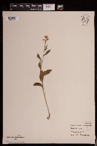 Cardamine bulbosa image