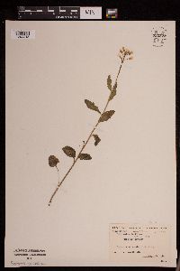 Cardamine bulbosa image