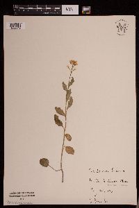 Cardamine bulbosa image
