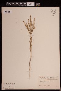 Lepidium densiflorum image