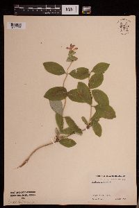Lonicera dioica image