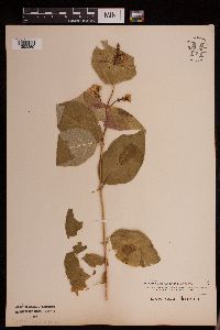 Lonicera hirsuta image