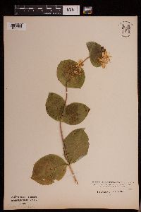 Lonicera hirsuta image