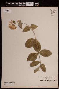 Media resource of Lonicera reticulata
