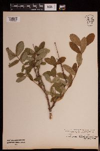Lonicera caerulea image