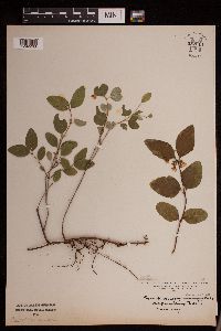 Symphoricarpos albus image