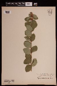 Symphoricarpos occidentalis image