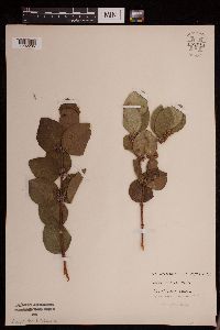 Symphoricarpos occidentalis image