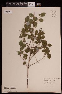 Symphoricarpos albus image