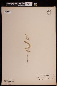 Moehringia lateriflora image