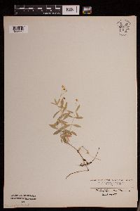 Moehringia lateriflora image