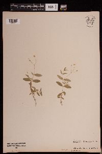 Moehringia lateriflora image