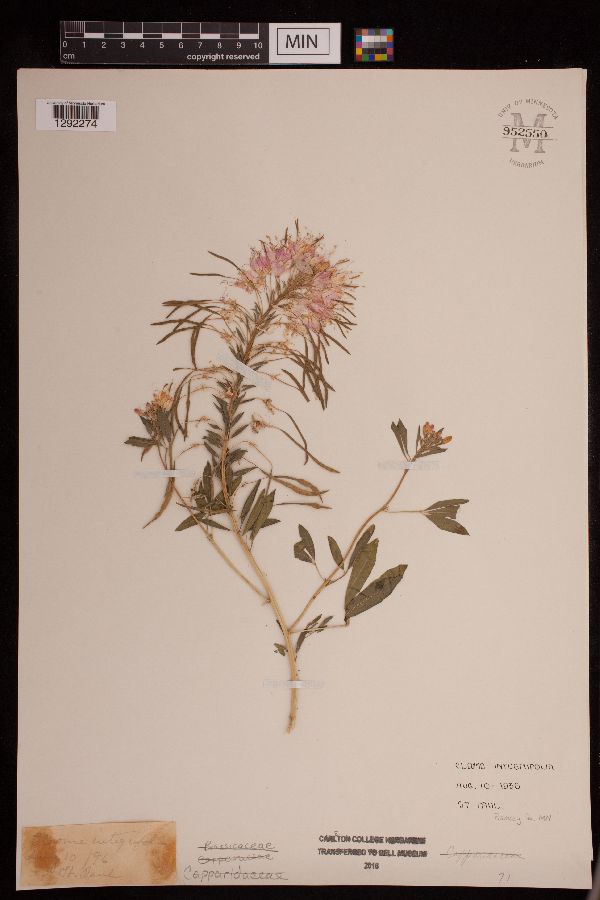 Peritoma serrulata image