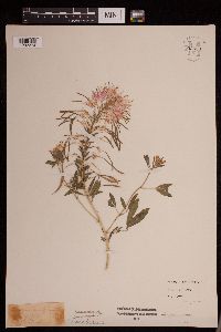 Image Associated With the Occurrence