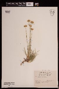 Thumbnail image of current specimen