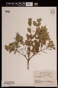 Media resource of Symphoricarpos oreophilus