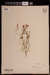 Campanula rotundifolia image