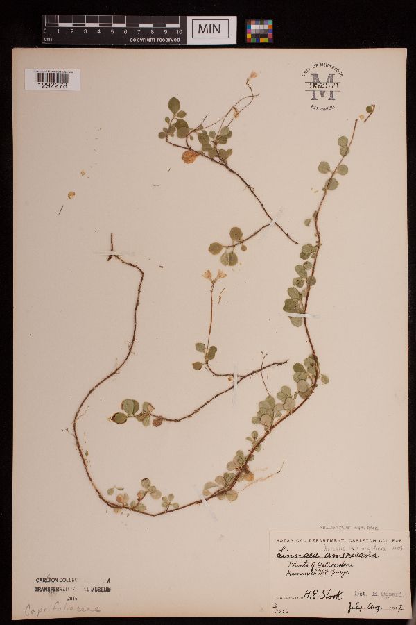 Linnaea borealis var. longiflora image