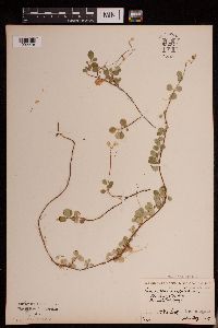 Linnaea borealis image