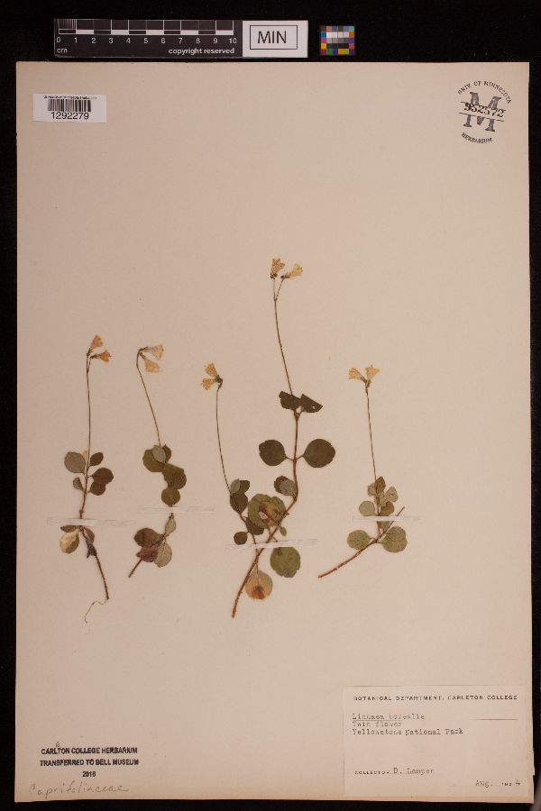 Linnaea borealis image