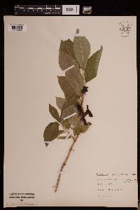 Lonicera involucrata image