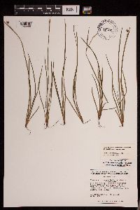 Sisyrinchium angustifolium image