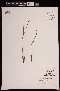 Sisyrinchium angustifolium image