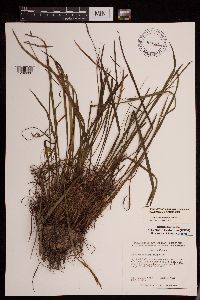 Sisyrinchium angustifolium image