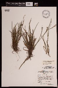 Sisyrinchium angustifolium image