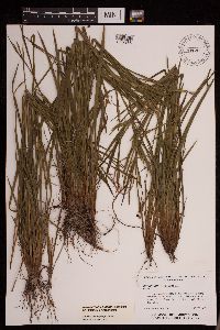 Sisyrinchium angustifolium image