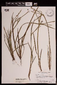 Sisyrinchium angustifolium image