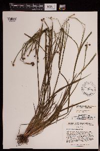 Sisyrinchium angustifolium image