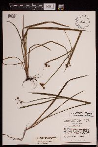 Sisyrinchium angustifolium image