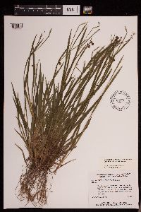 Sisyrinchium angustifolium image